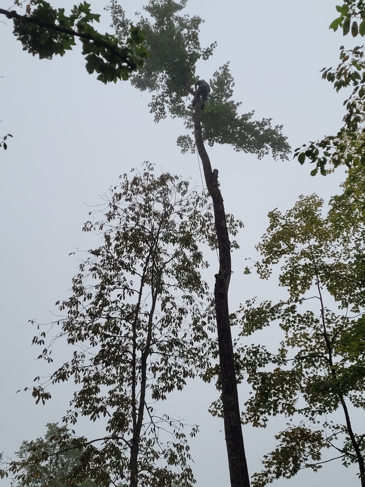 Shaddai Tree Services Image